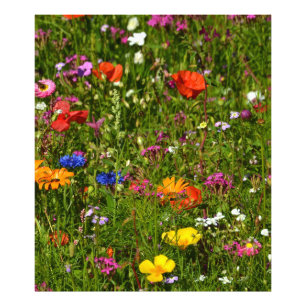 Allerlei mooie bloemen foto afdruk
