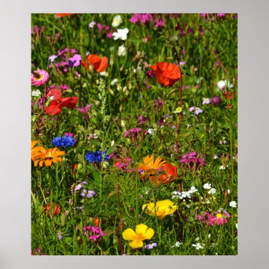 Allerlei mooie bloemen poster (Voorkant)