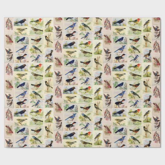 Allerlei soorten vogels - Kleur - Inpakpapier (Vlak)