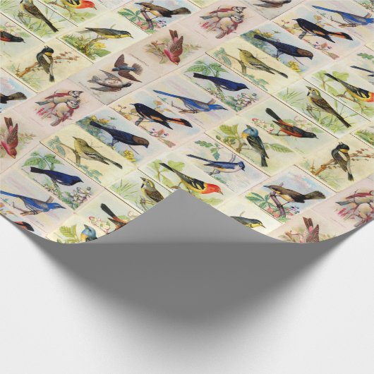 Allerlei soorten vogels - Kleur - Inpakpapier (Hoek)