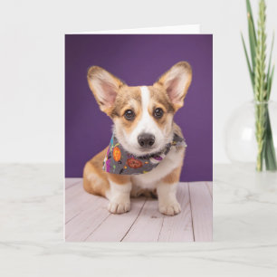 Allerliefste Baby Dieren   Halloween Corgi Kaart