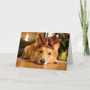 Allerliefste Babydieren   Corgi Kerst Rendier Kaart