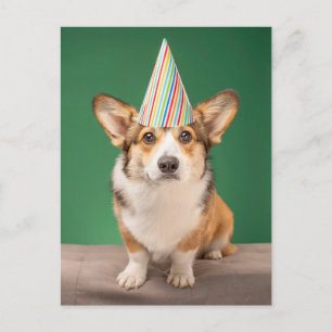 Allerliefste Babydieren   Corgi Verjaardag Puppy Briefkaart