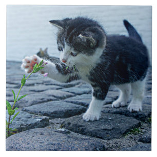 Allerliefste kitten met bloem tegeltje