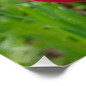 Alles heeft een mooie Confucius spin op Tulip Perfect Poster (Hoek)