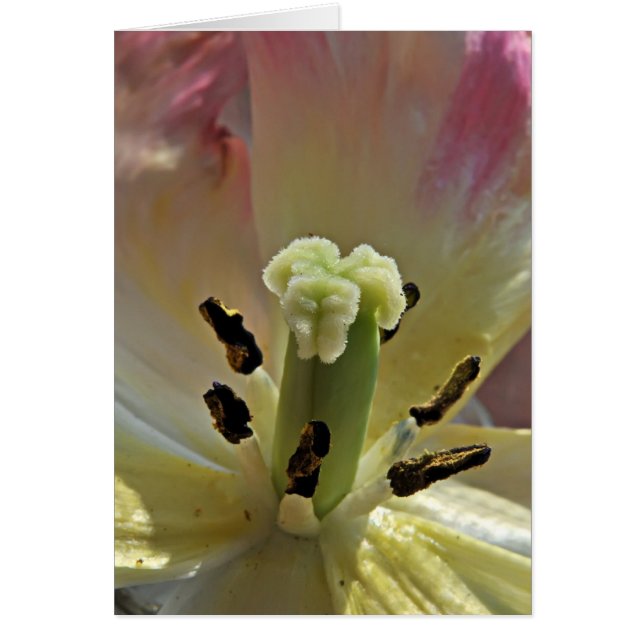 Alles over Pollen (Voorkant)