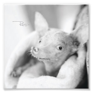 Alles Rosie Photo Foto Afdruk