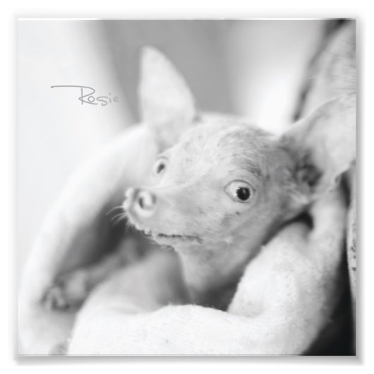 Alles Rosie Photo Foto Afdruk (Voorkant)