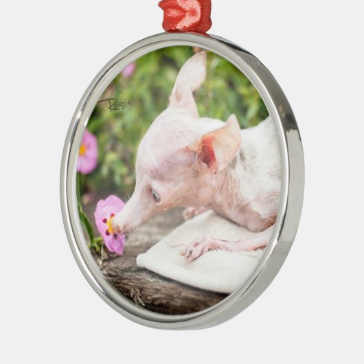 Alles Rosie Photo Ornament (Links)