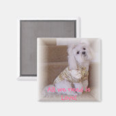 Alles wat we nodig hebben is Liefde! Magneet (Voorkant / Achterkant)