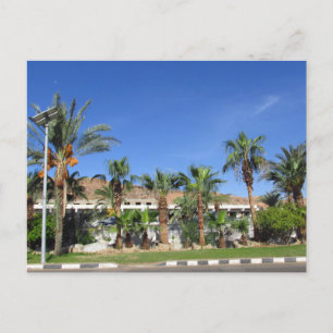 Alley of date palms briefkaart