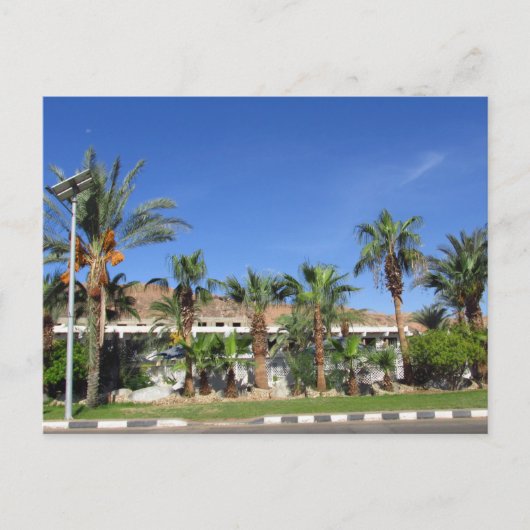 Alley of date palms briefkaart (Voorkant)