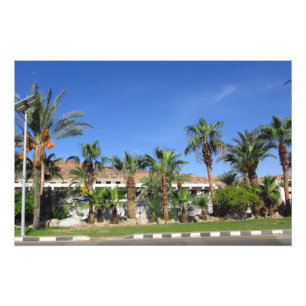 Alley of date palms foto afdruk
