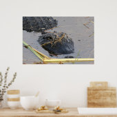 Alli de Alligator Poster (Keuken)