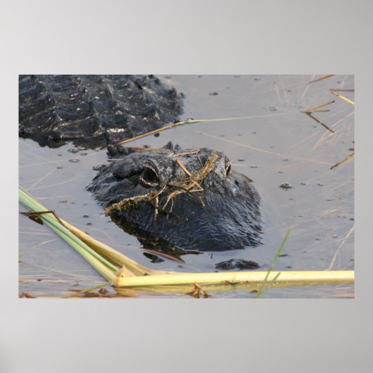 Alli de Alligator Poster (Voorkant)