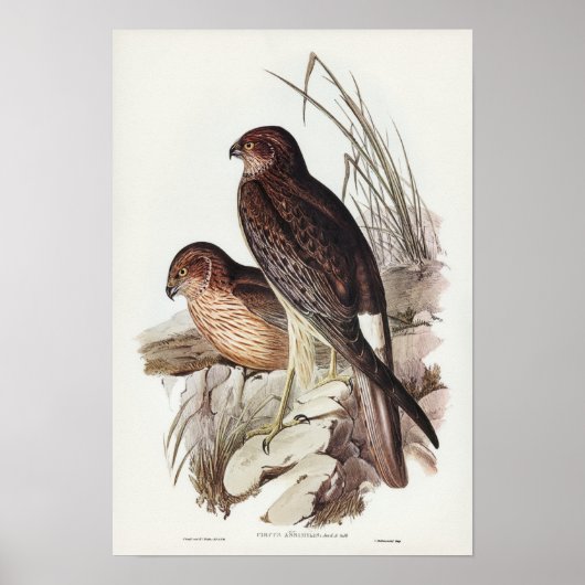 Allied Harrier by Elizabeth Gould Poster (Voorkant)