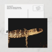 Alligator #3 briefkaart (Voorkant / Achterkant)