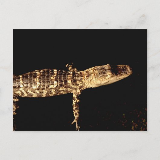 Alligator #3 briefkaart (Voorkant)