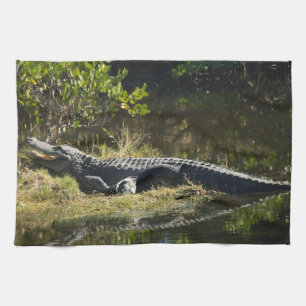 Alligator aan het zonnebaden op een moerasoever in theedoek