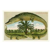 Alligator Afdrukken 1