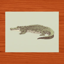 Alligator Ansichtkaart