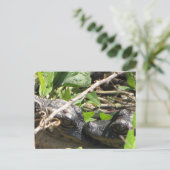Alligator Babies briefkaart (Staand voorkant)