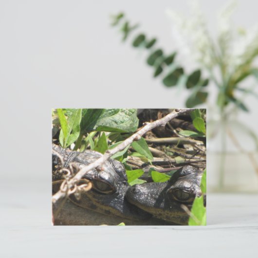 Alligator Babies briefkaart (Staand voorkant)
