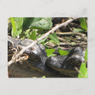 Alligator Babies briefkaart