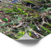 Alligator Baby Gras Florida Moeras Foto Poster (Hoek)