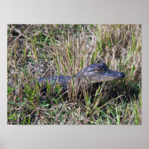 Alligator Baby Gras Florida Moeras Foto Poster