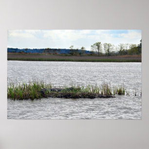 Alligator bij Bear Island, South Carolina Poster