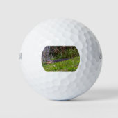 Alligator bij Viera Wetlands Florida Foto Golfballen (Voorkant)