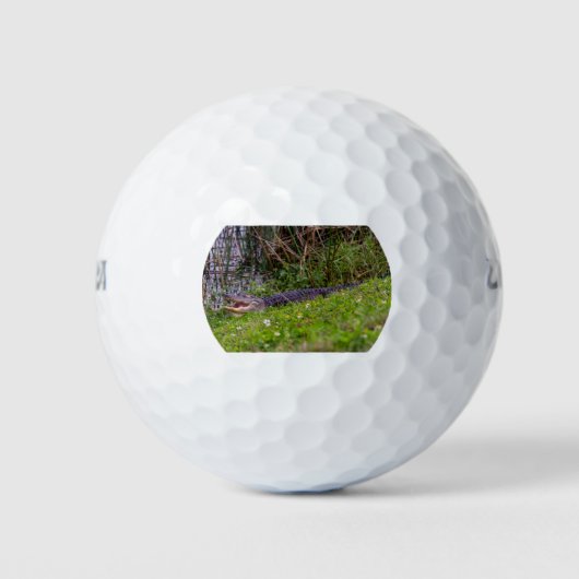 Alligator bij Viera Wetlands Florida Foto Golfballen (Voorkant)