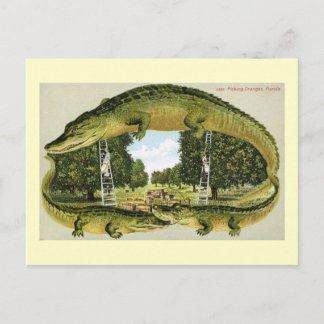 Alligator Border Picking Oranges, Florida Vintage Briefkaart