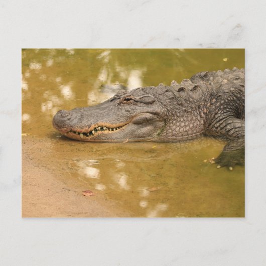 Alligator Briefkaart (Voorkant)