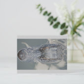 Alligator Briefkaart (Staand voorkant)