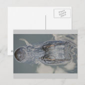 Alligator Briefkaart (Voorkant / Achterkant)