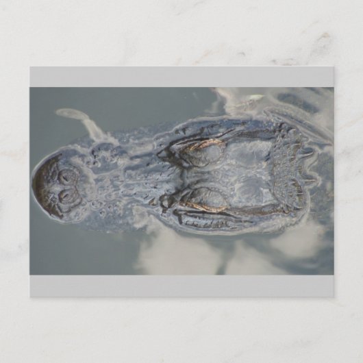 Alligator Briefkaart (Voorkant)