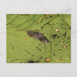 Alligator Briefkaart