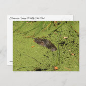 Alligator Briefkaart (Voorkant / Achterkant)