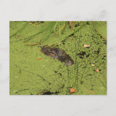 Alligator Briefkaart (Voorkant)