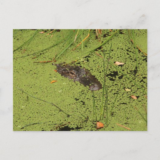 Alligator Briefkaart (Voorkant)