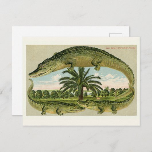 alligator Briefkaart (Voorkant / Achterkant)