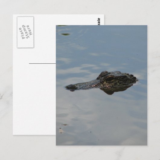 Alligator Briefkaart (Voorkant / Achterkant)