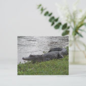 Alligator Briefkaart (Staand voorkant)