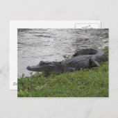 Alligator Briefkaart (Voorkant / Achterkant)