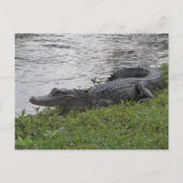 Alligator Briefkaart