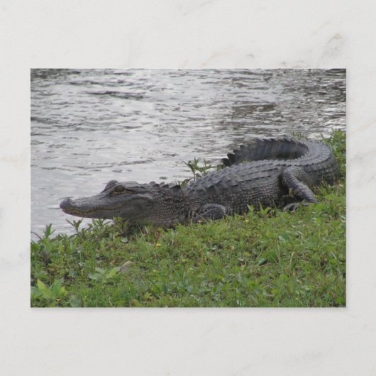 Alligator Briefkaart (Voorkant)