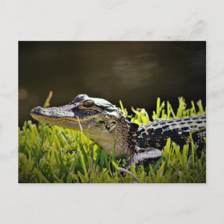 Alligator-Briefkaart Briefkaart