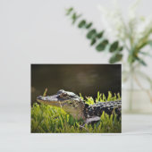 Alligator-Briefkaart Briefkaart (Staand voorkant)